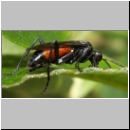 Macrophya annulata - Blattwespe 04.jpg